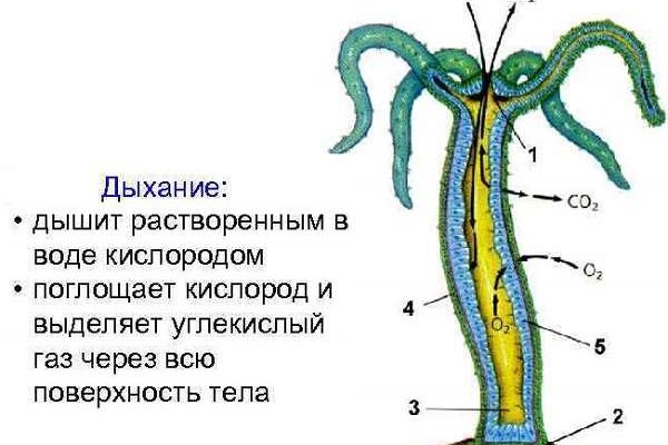 Кракен нет