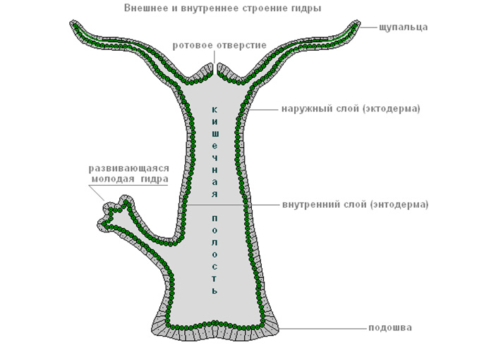 Кракен даркнет зайти