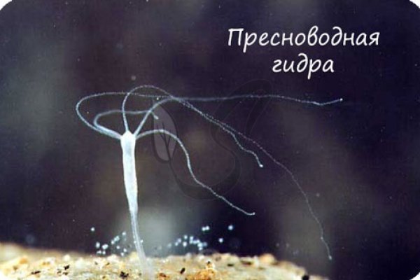 Ссылка кракен сегодня